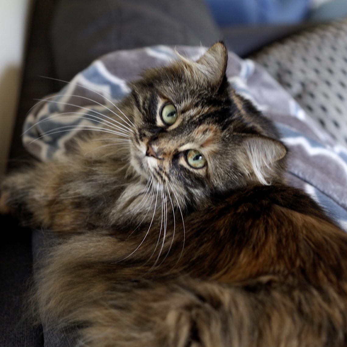 Cat Themed Board Games Everyone Will Love Cats And Dice
