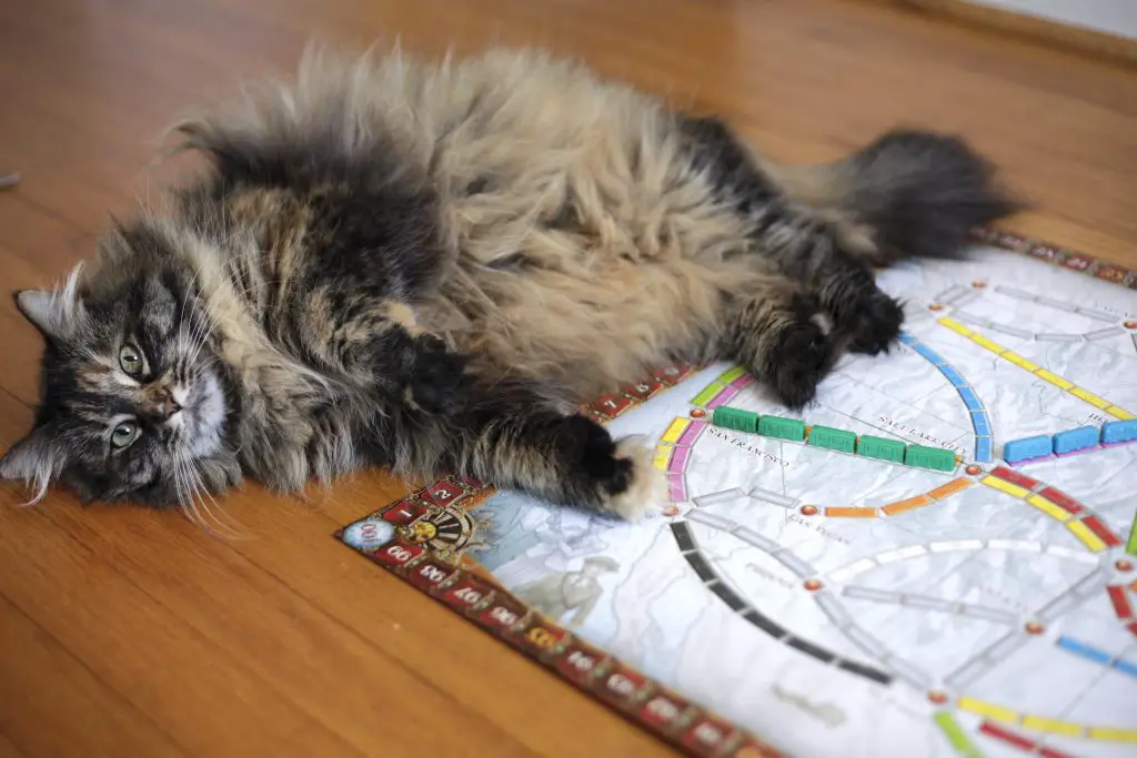 a fluffy cat lying next to a board game