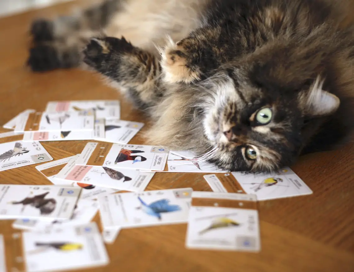 cat with wingspan cards, gifts for board game lovers