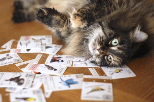 cat with wingspan cards, gifts for board game lovers