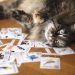 cat with wingspan cards, gifts for board game lovers