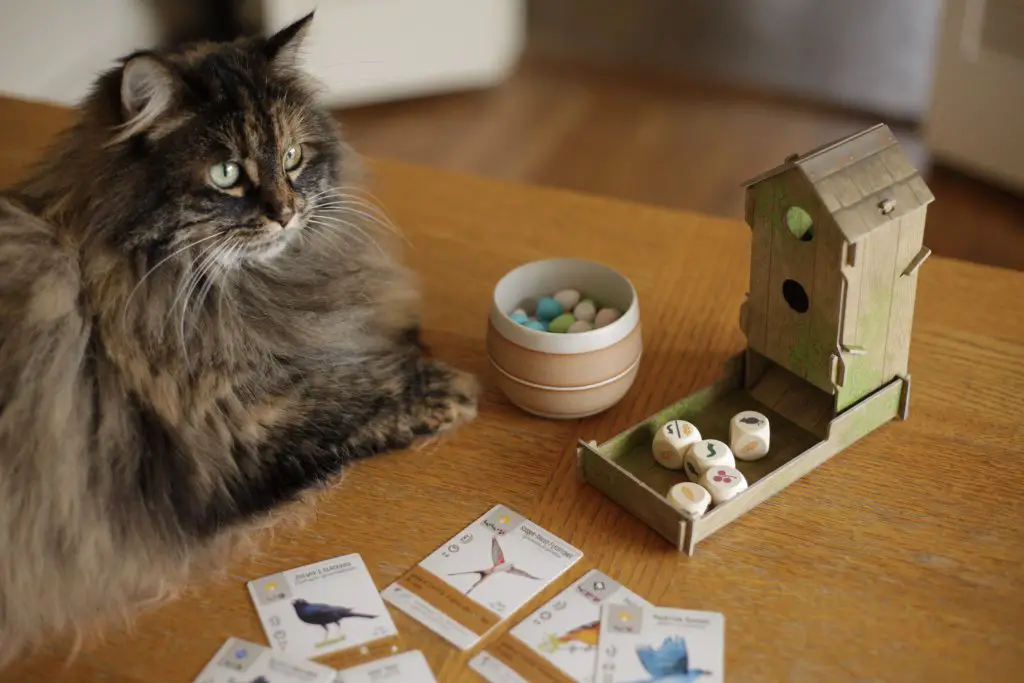 a cat sitting next to cards and a dice tower