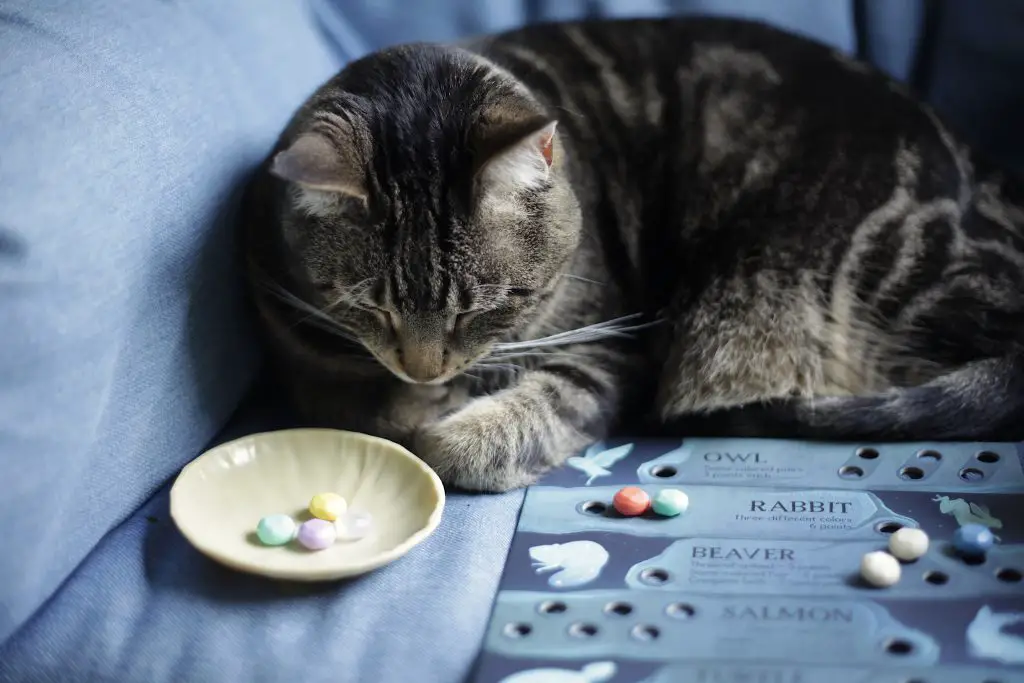 A cat looking at pieces for Spirits of the Wild a two-player board game